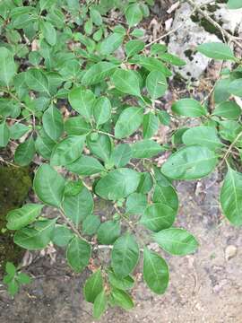 Image of Upland Swamp-Privet