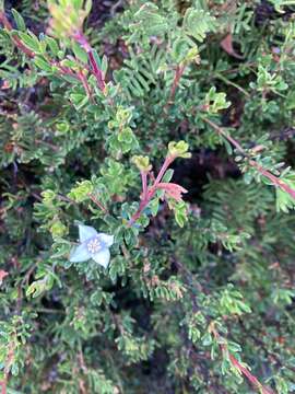 Image of Boronia citriodora subsp. citriodora