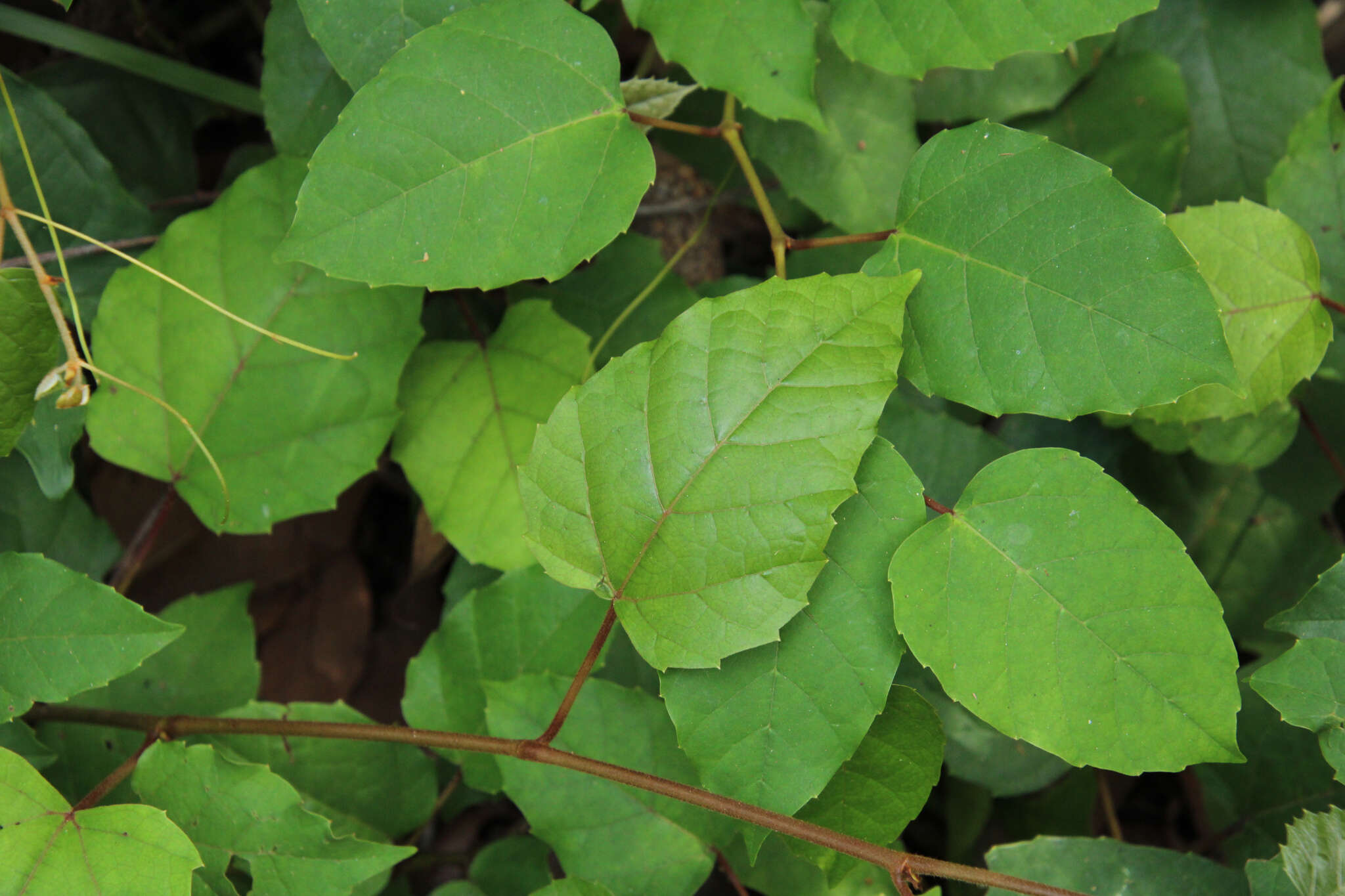 Image of kangaroo vine