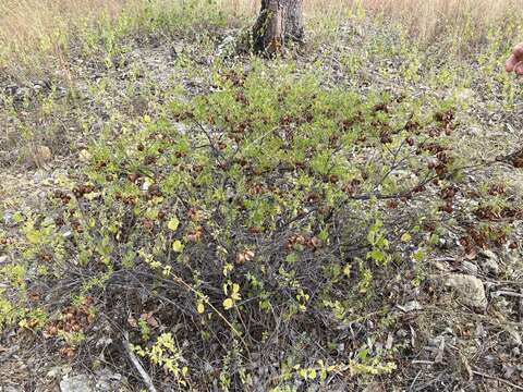 Image de Dodonaea physocarpa F. Müll.