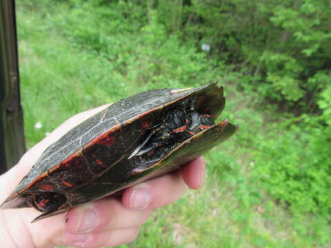 Image of Southern painted turtle