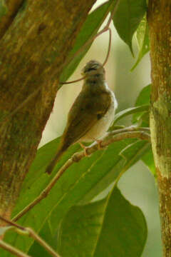 Image of Pale-legged Leaf Warbler