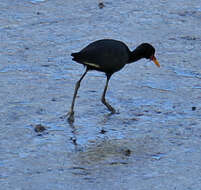 Image of Jacana jacana hypomelaena (Gray & GR 1846)