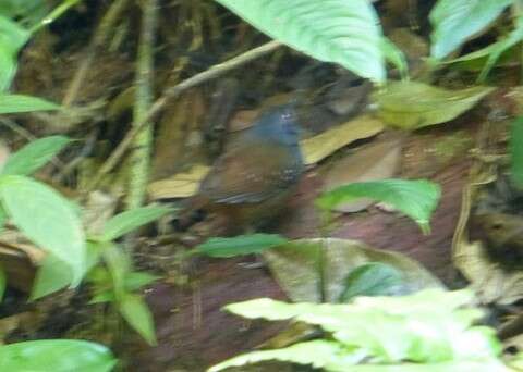 Image of Dull-mantled Antbird