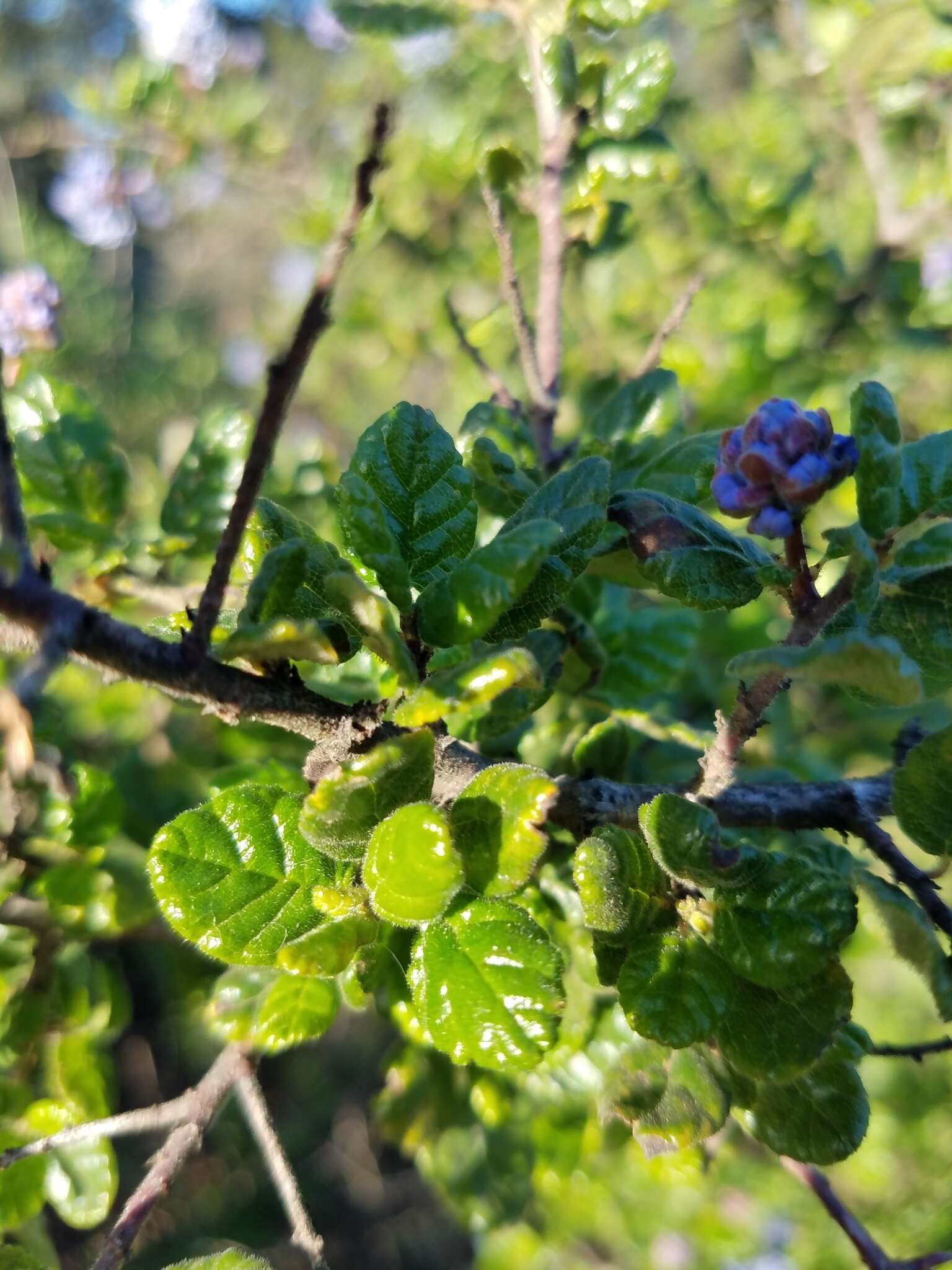 Image of Santa Barbara ceanothus