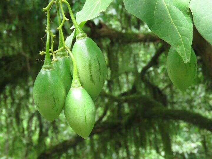 Image of Tamarillo