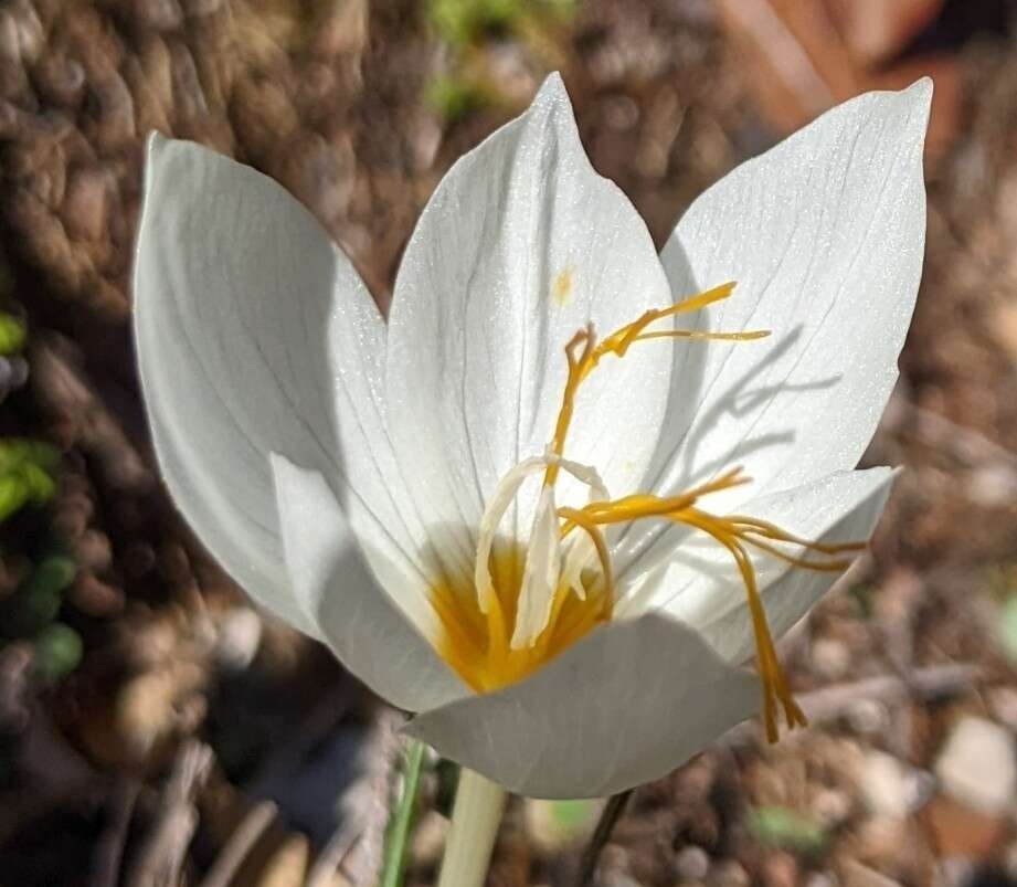 Image of Crocus boryi J. Gay