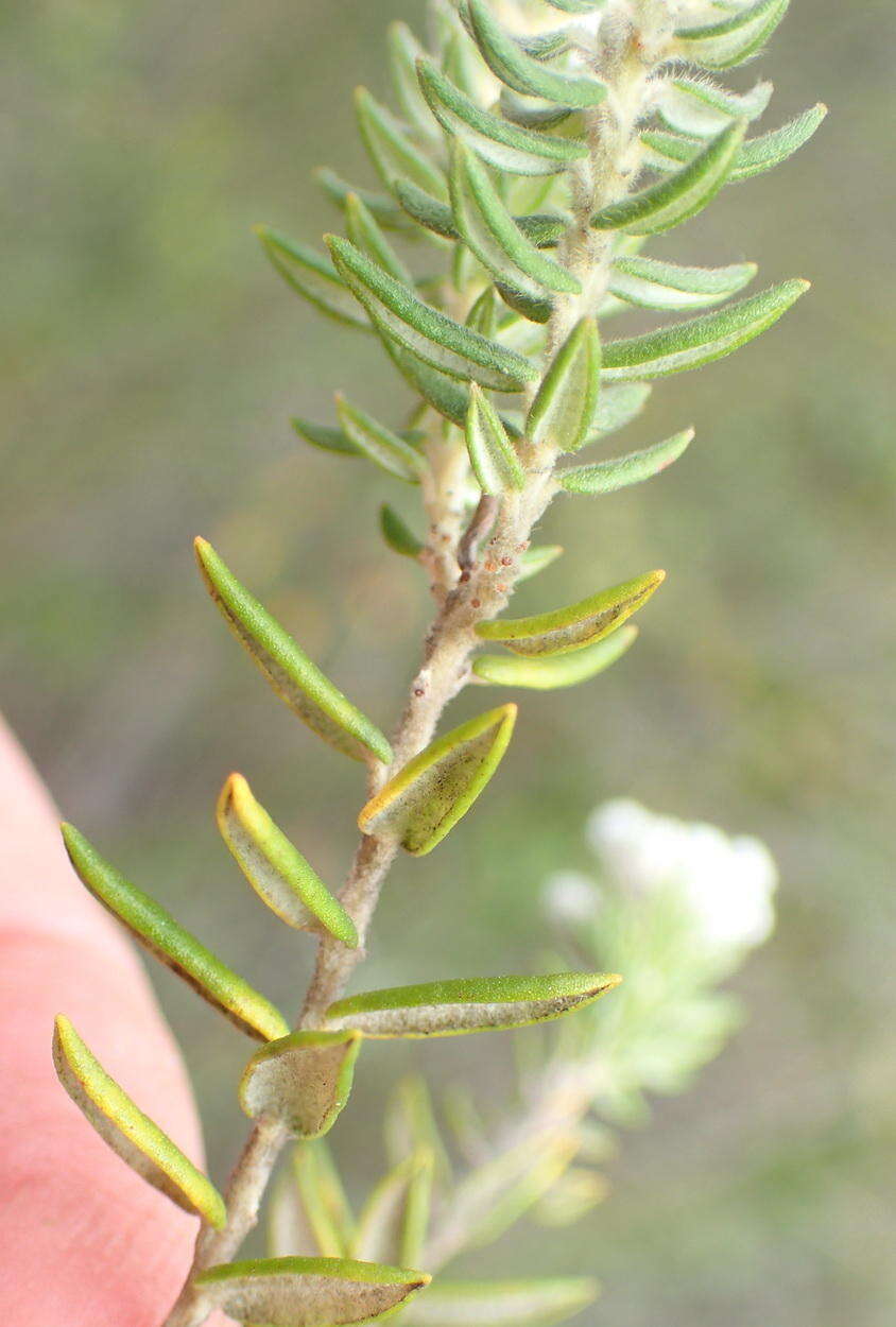 Image of Phylica axillaris var. hirsuta Sond.