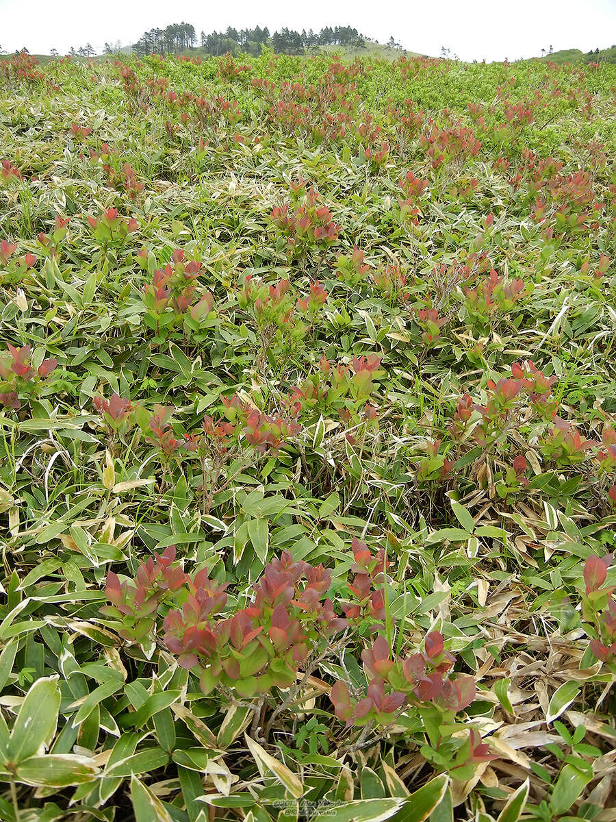 Image of Leucothoe grayana Maxim.