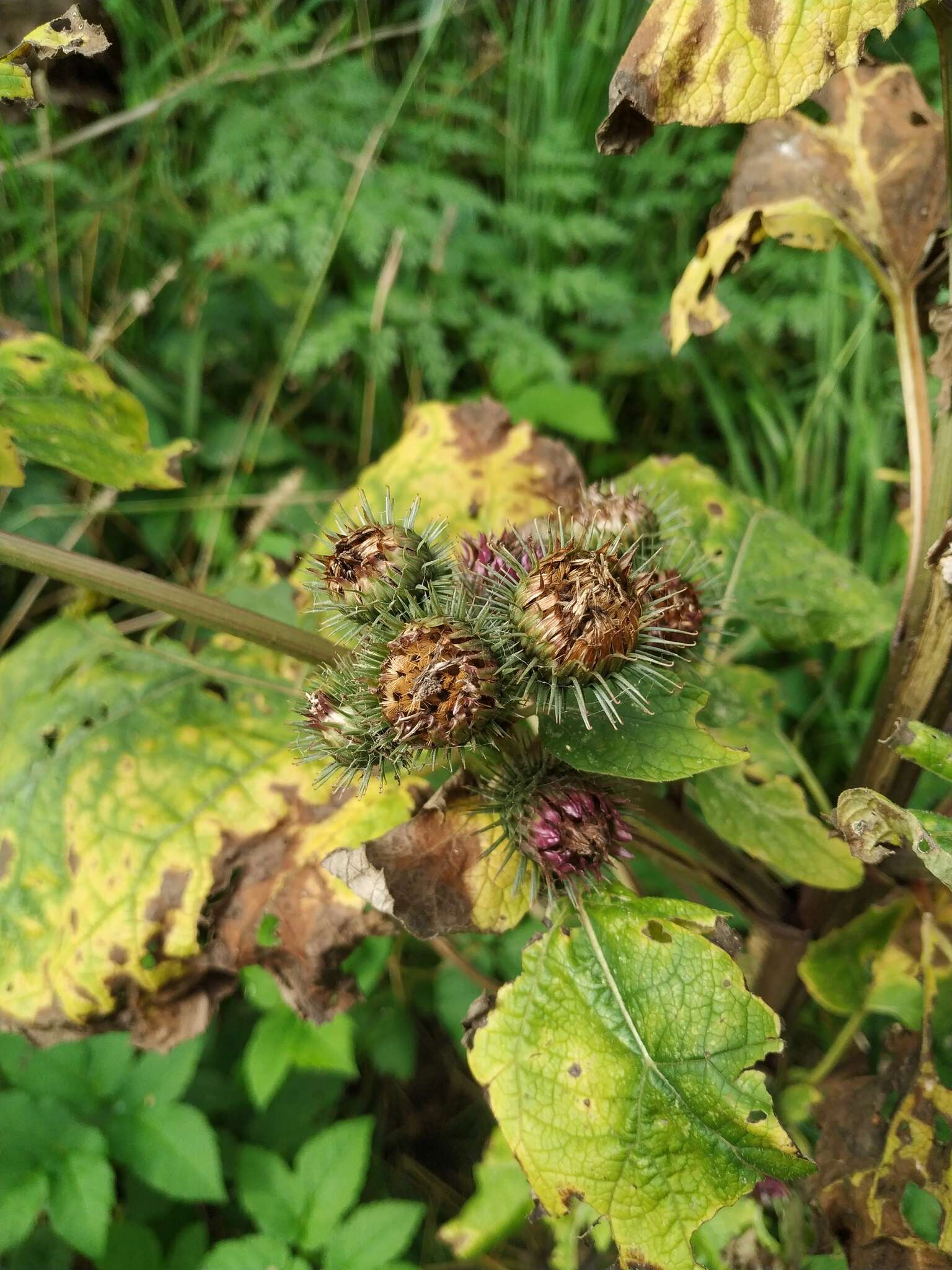 Image of Arctium ambiguum (Celak.) Nym.