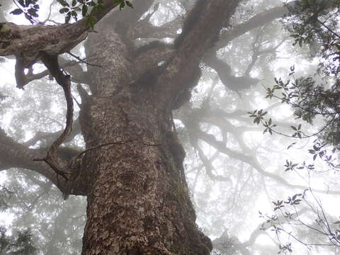 Imagem de Tsuga chinensis var. chinensis