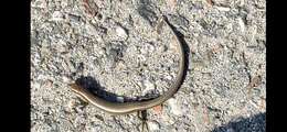 Image of Desert Lidless Skink