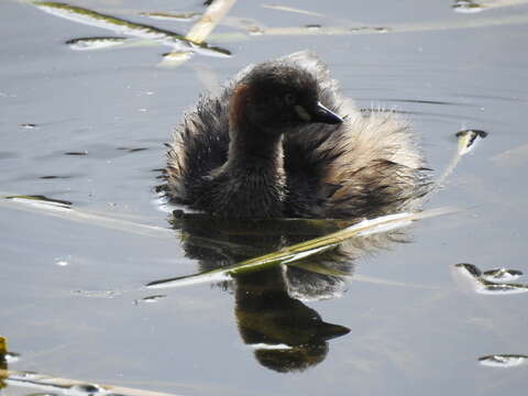 Image of Australasian Grebe