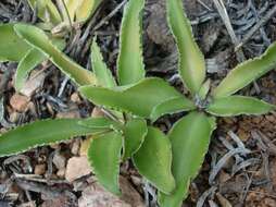 Image of Chlorophytum crispum (Thunb.) Baker