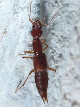 Image of Biocrypta prospiciens (Le Conte & J. L. 1878)