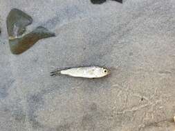 Image of South African mullet