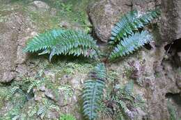 Image of Limestone Fern