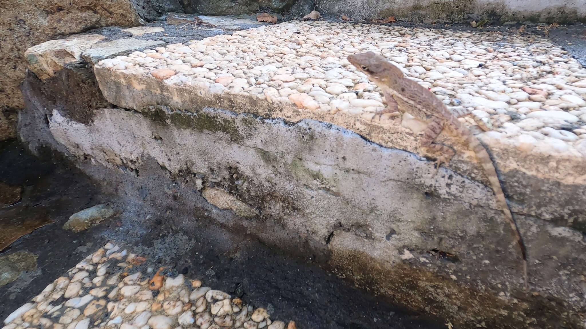 Image of Anguilla Bank Anole