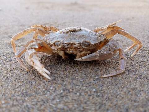 Image of Vernal crab