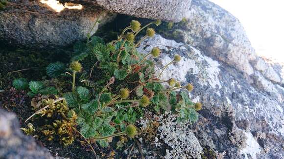 Image of Geum uniflorum J. Buch.