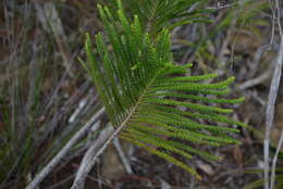 Image of cliff araucaria