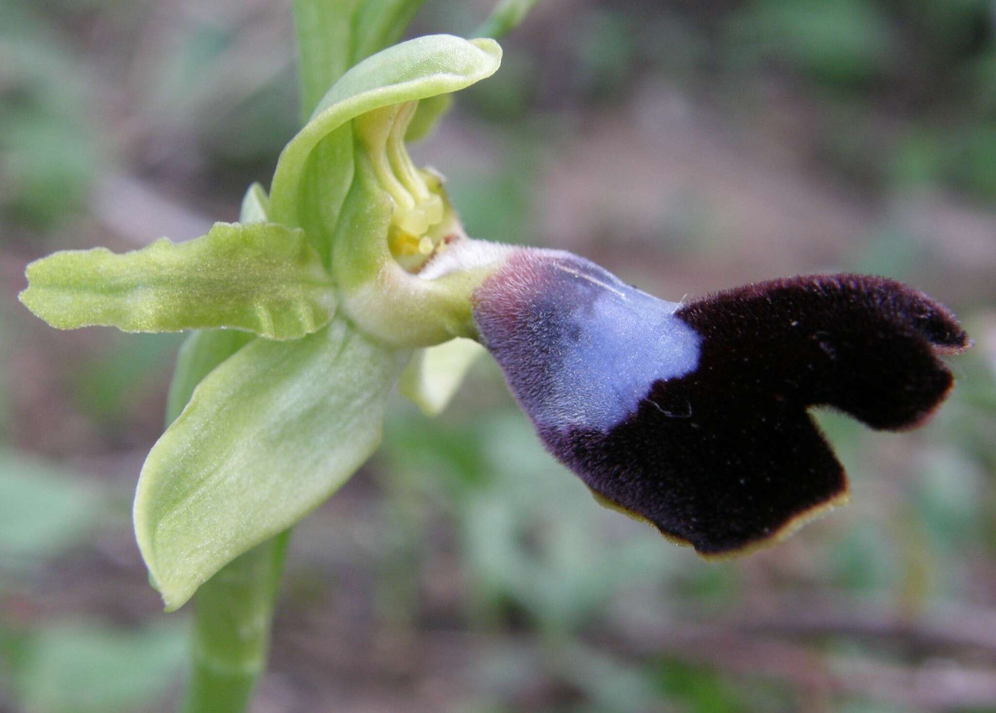 صورة Ophrys atlantica Munby