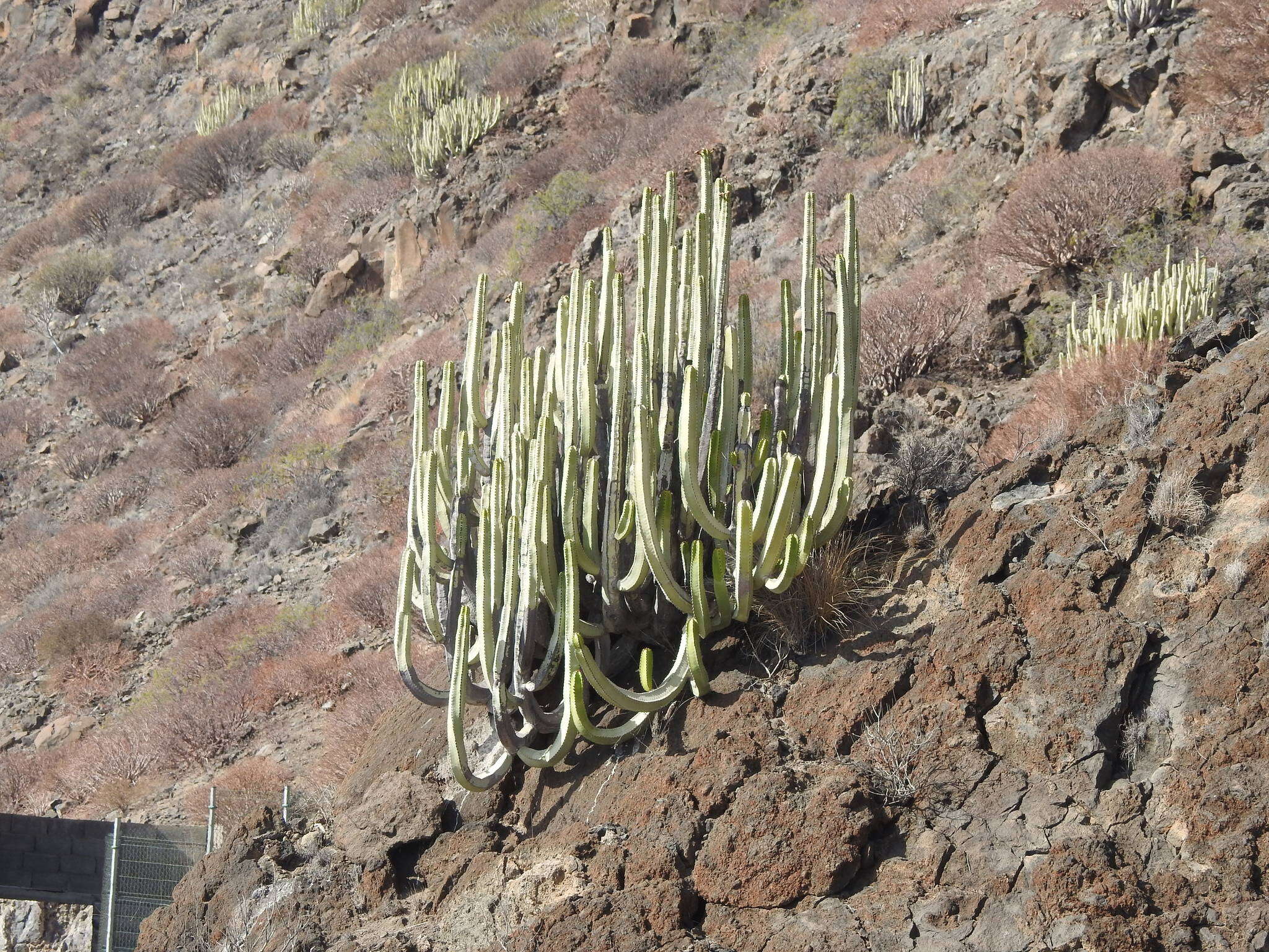 Imagem de Euphorbia canariensis L.