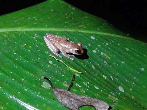 Image of Atlantic Forest Treefrog