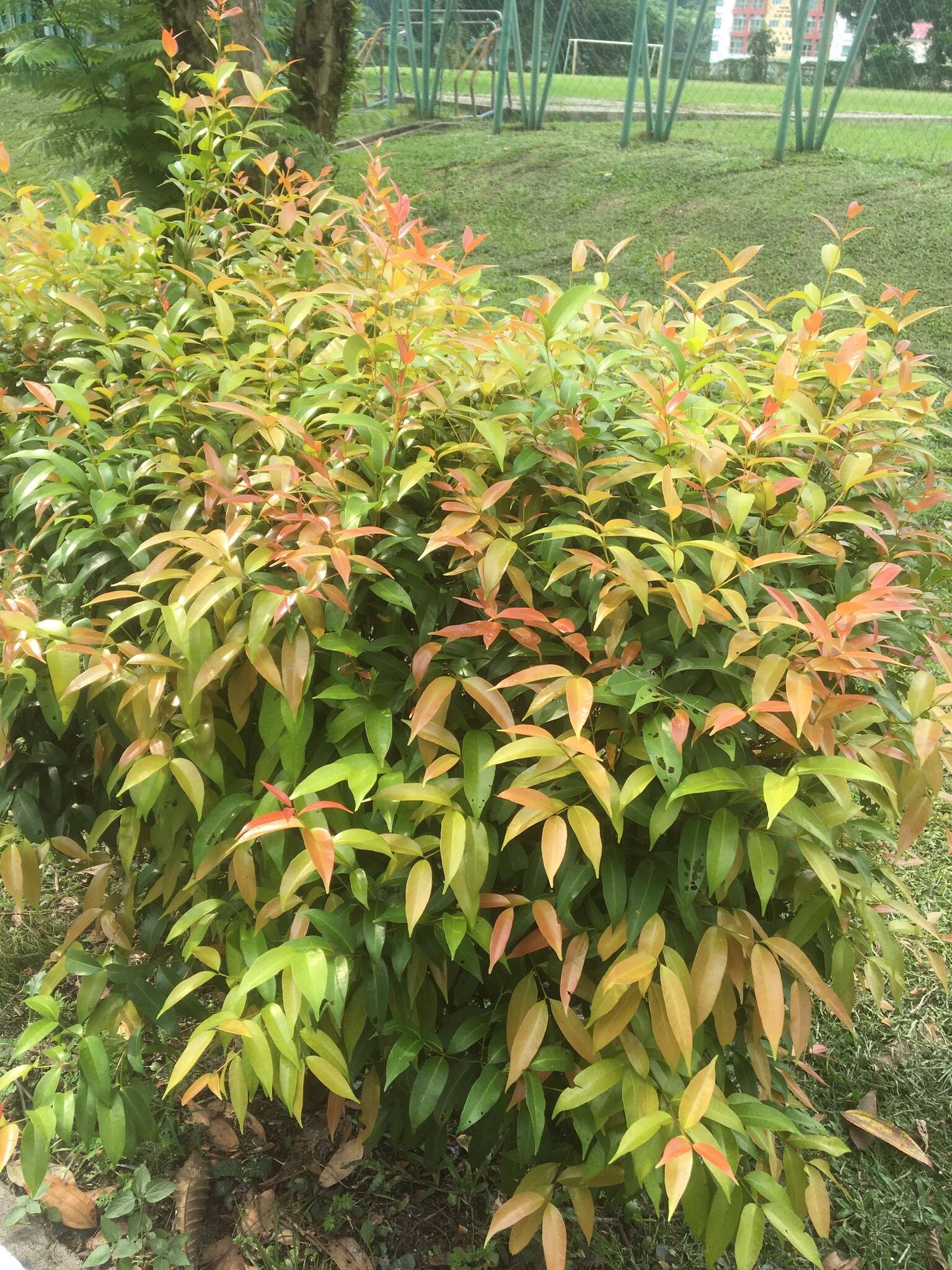 Image of Syzygium myrtifolium Walp.