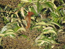 Image of Scale-breasted Woodpecker