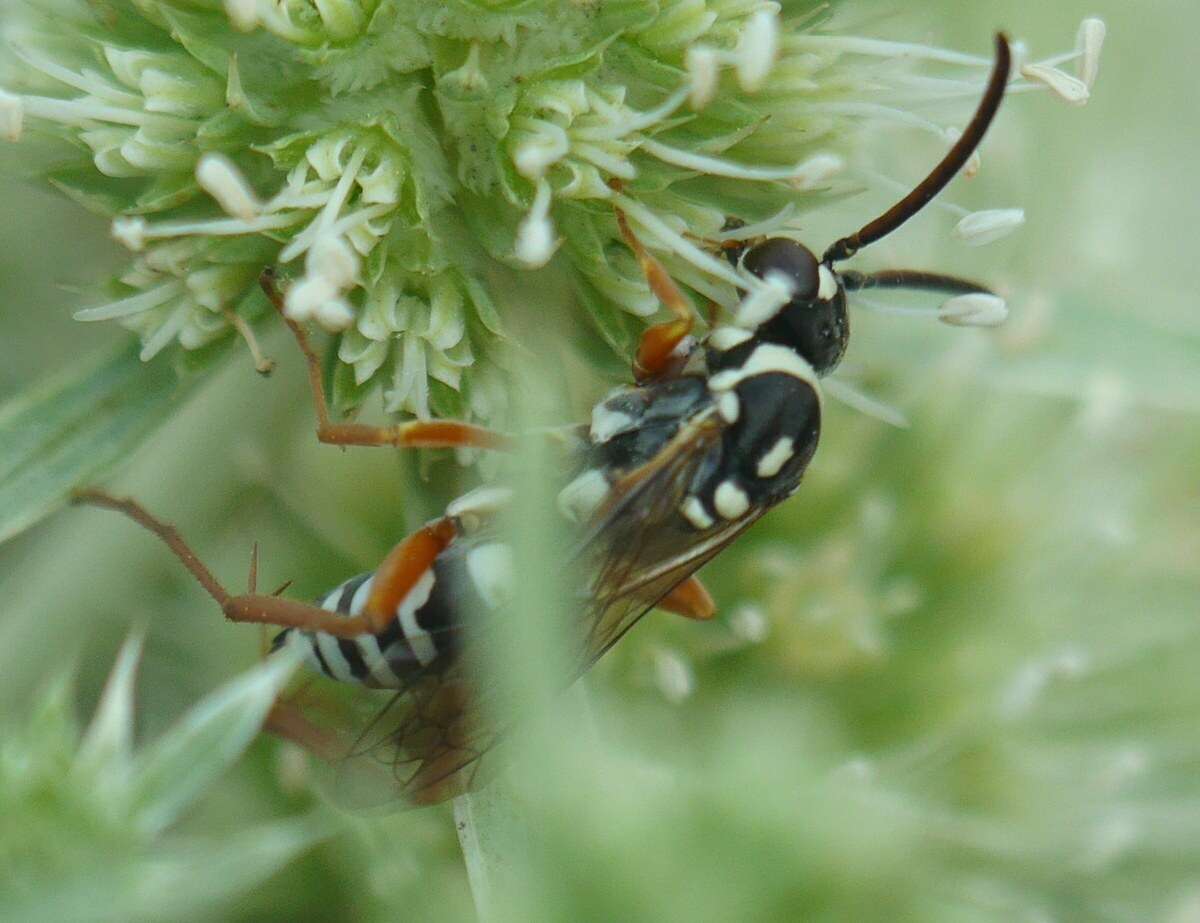 صورة Ceropales albicincta (Rossi 1790)