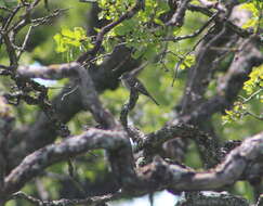 Image of American Grey Flycatcher