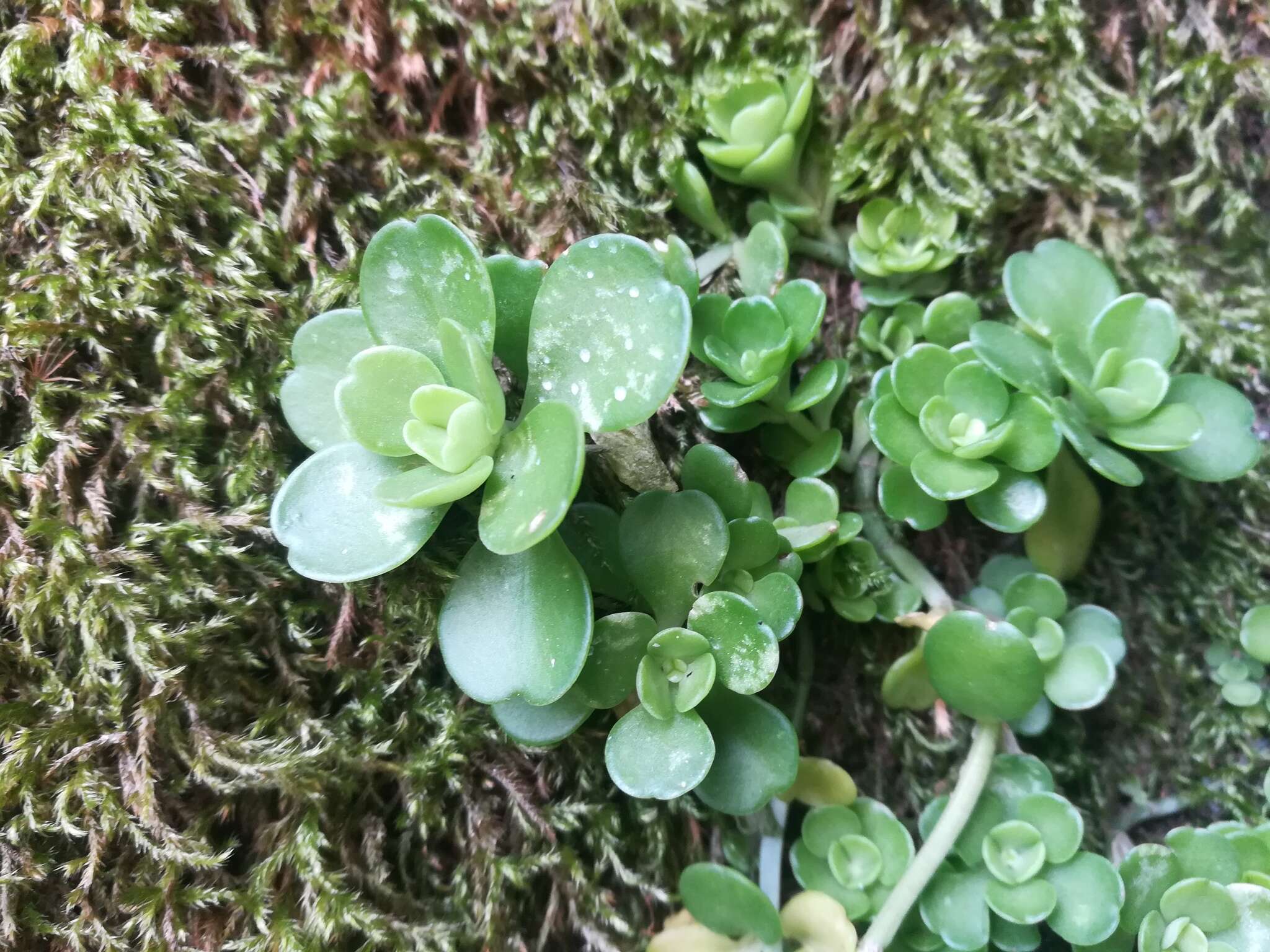 Image of Sedum rhodocarpum Rose