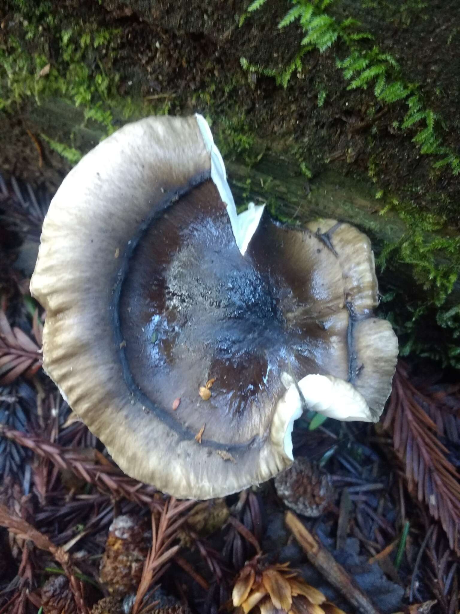 Слика од Hygrophorus olivaceoalbus (Fr.) Fr. 1838