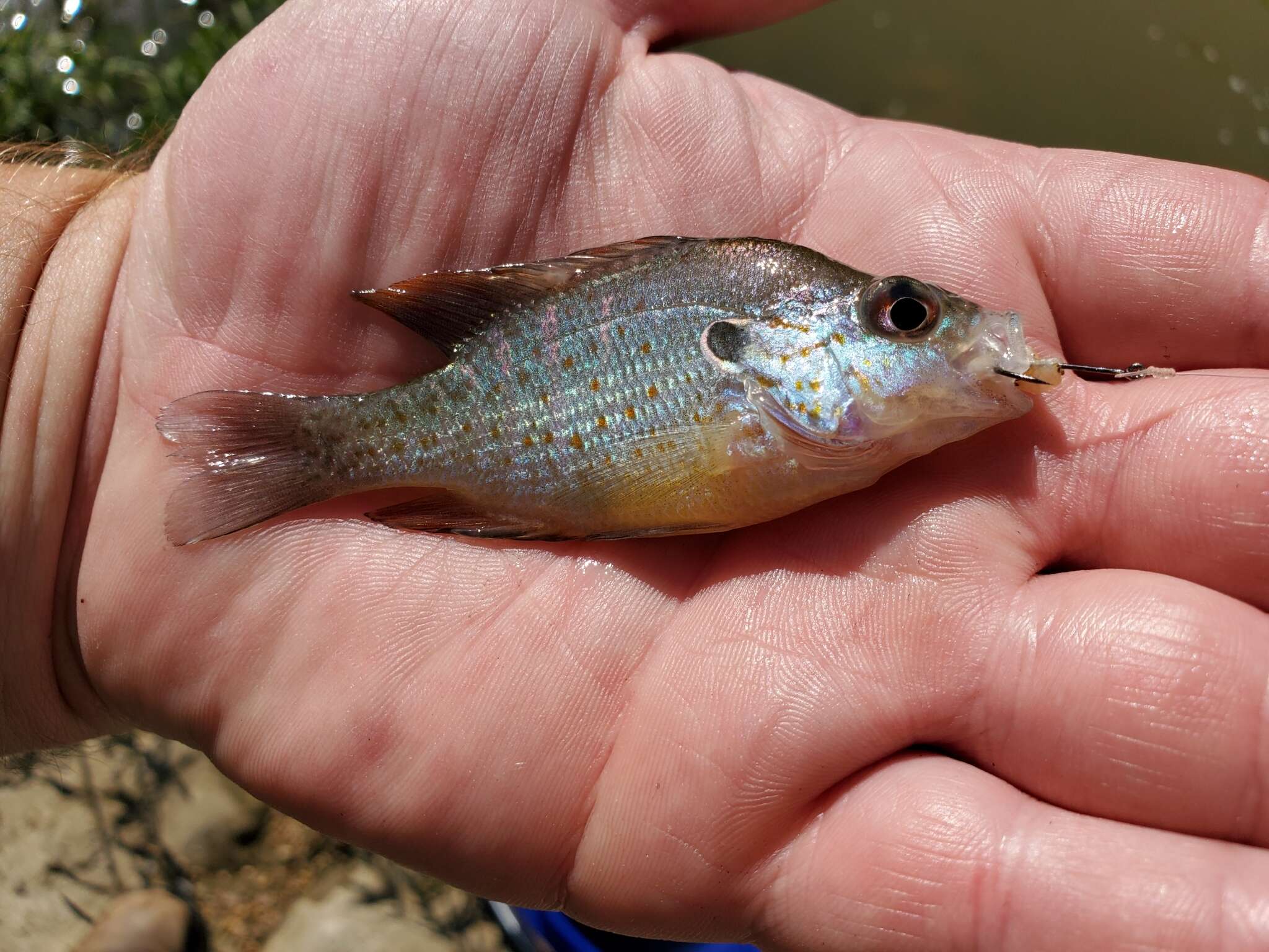 Plancia ëd Lepomis humilis (Girard 1858)