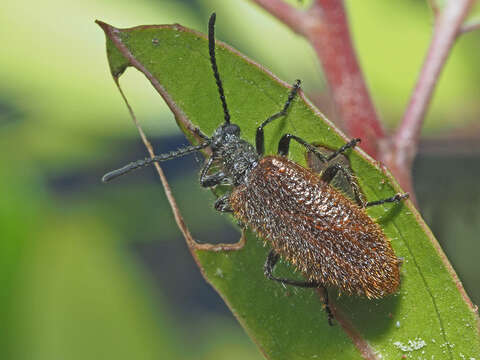 Image of Lagria grenieri C. Brisout de Barneville 1867