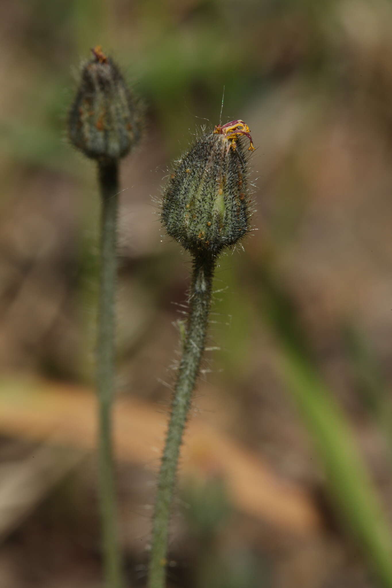 Imagem de Pilosella schultesii (Sch. Bip.) Sch. Bip. & Sch. Bip. ex H. P. Fuchs-Eckert