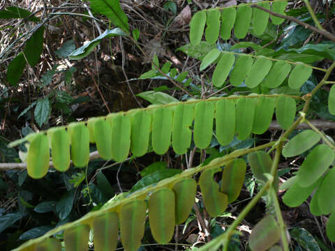 Image of Cassia fikifiki Aubrev. & Pellegr.