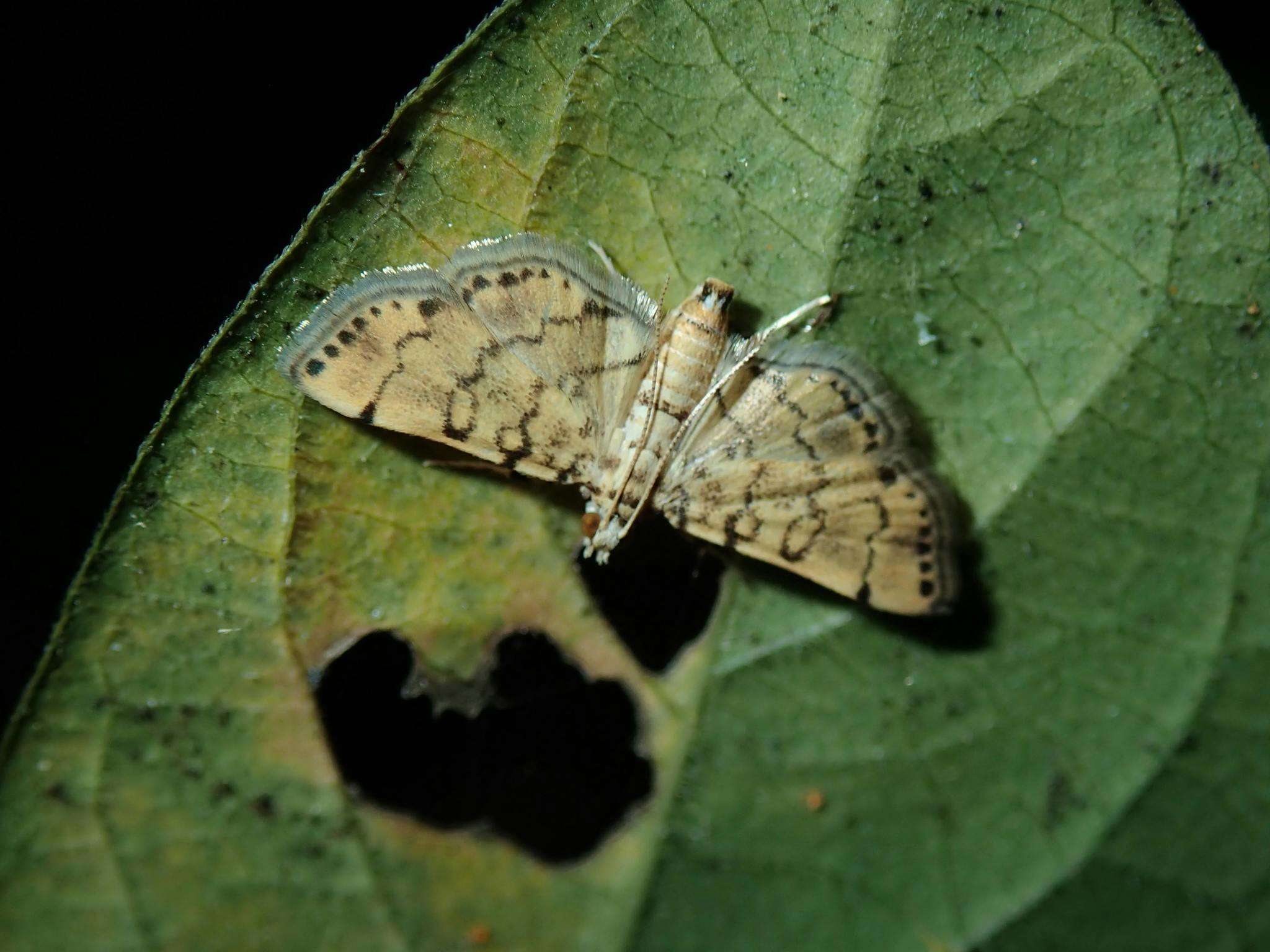 Image of Lamprosema tampiusalis Walker 1859