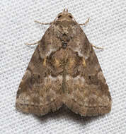 Image of White-lined Graylet