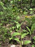 Plancia ëd Pentanema orientale (Lam.) D. Gut. Larr., Santos-Vicente, Anderb., E. Rico & M. M. Mart. Ort.