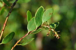 Слика од Arctostaphylos parvifolia T. J. Howell