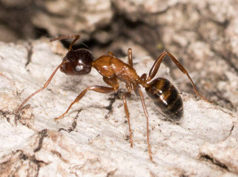 Image of Essig's Carpenter Ant