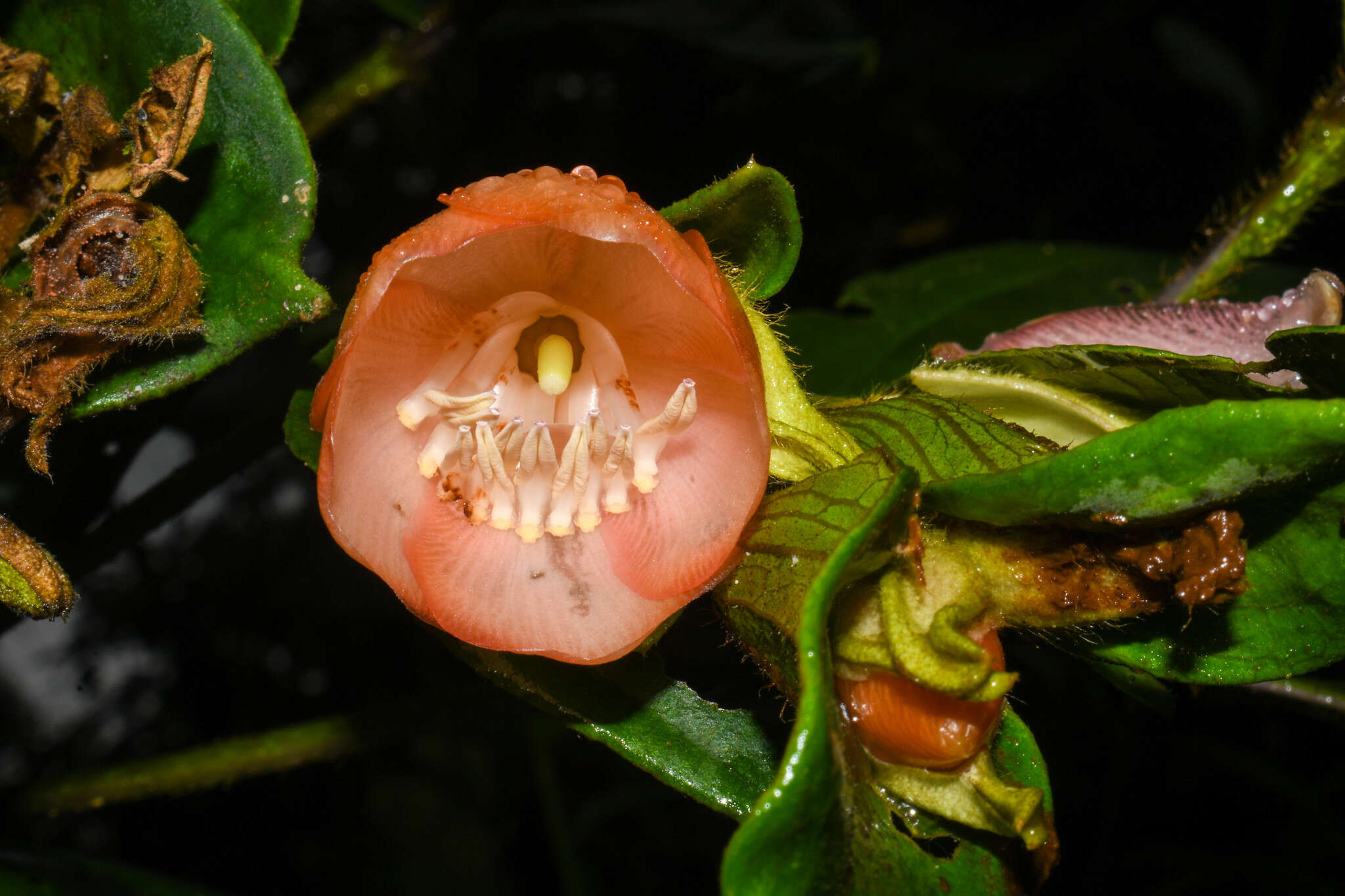 Meriania tomentosa (Cogn.) J. J. Wurdack resmi