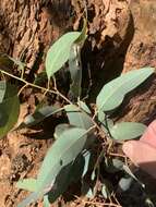 Image of Eucalyptus similis Maiden