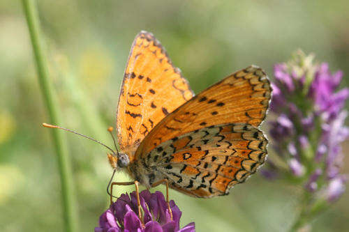 Image de Melitaea arduinna kocaki Wagener & Gross 1976