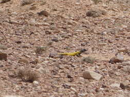 Image of Moroccan Spiny-tailed Lizard