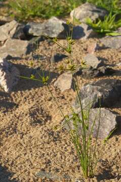 Imagem de Cyperus houghtonii Torr.