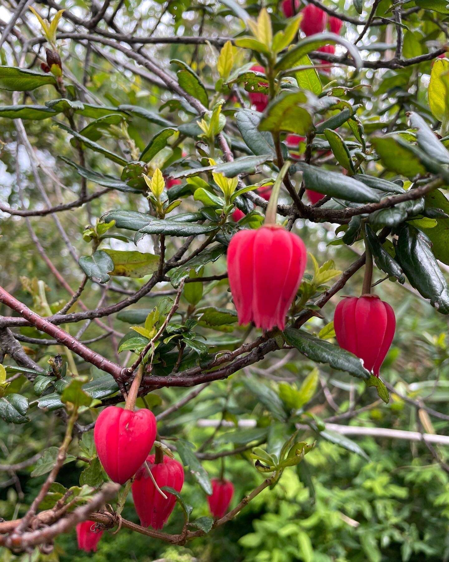 Image of Chilean Lantern Tree