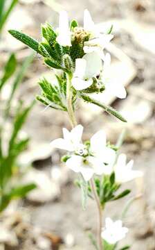 Sivun Calycadenia mollis A. Gray kuva